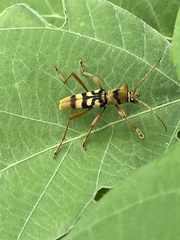 Chlorophorus quinquefasciatus