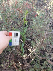 Pterostylis chlorogramma