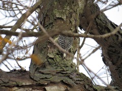 Melanerpes carolinus