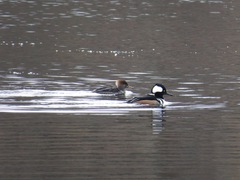 Lophodytes cucullatus