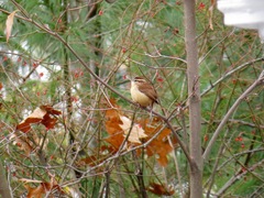 Thryothorus ludovicianus