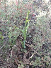 Pterostylis chlorogramma