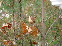 Thryothorus ludovicianus