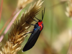 Ctenucha rubroscapus