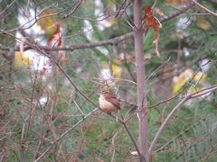 Thryothorus ludovicianus