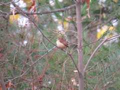 Thryothorus ludovicianus