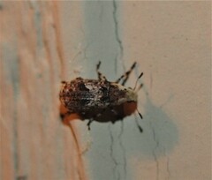 Euparius paganus