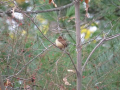 Thryothorus ludovicianus