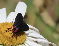 Ctenucha rubroscapus