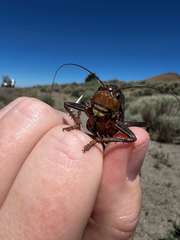 Anabrus simplex