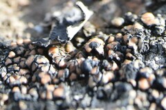 Calvitimela armeniaca