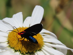 Ctenucha rubroscapus