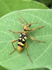 Chlorophorus quinquefasciatus