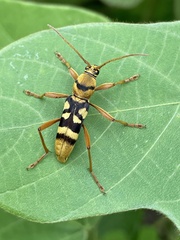 Chlorophorus quinquefasciatus