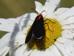 Ctenucha rubroscapus