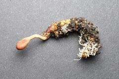 Cordyceps meneristitis