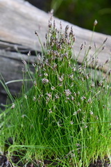 Eleocharis acicularis