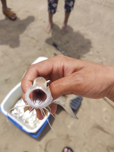 Blue bobo (Polydactylus approximans) — Polynemidae — 5