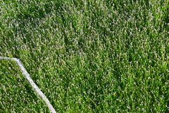 Eleocharis acicularis