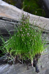 Eleocharis acicularis