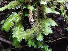 Schistochila nobilis