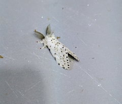 Lymantria marginalis