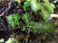 Schistochila nobilis