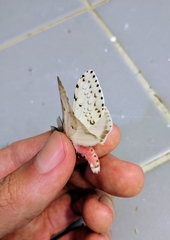 Lymantria marginalis