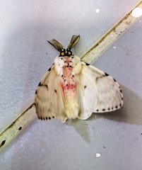 Lymantria marginalis