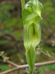 Pterostylis chlorogramma