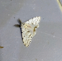 Lymantria marginalis