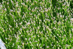 Eleocharis acicularis