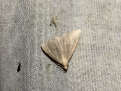 Macrochilo litophora