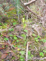 Pterostylis chlorogramma