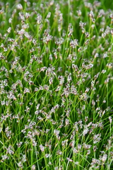 Eleocharis acicularis