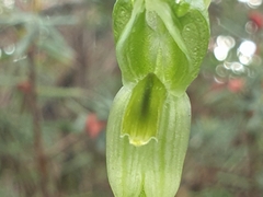 Pterostylis chlorogramma