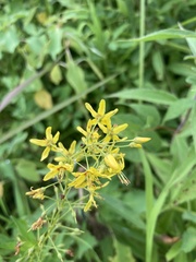 Lysimachia terrestris