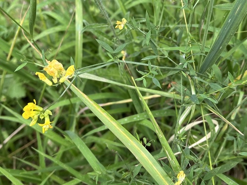 hrachor lúčny (Lathyrus pratensis)
