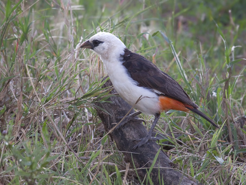 White-headed Buffalo-Weaver