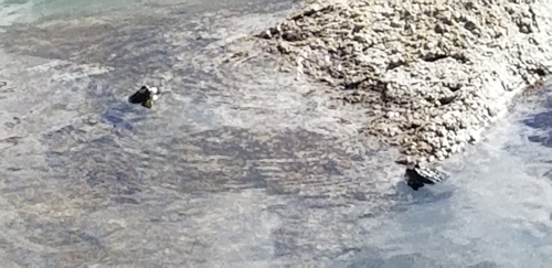 iNaturalist observation photo of Sierra Nevada Yellow-legged Frog