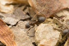 Lasius japonicus