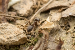 Lasius japonicus