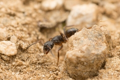 Camponotus nipponensis