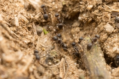 Lasius japonicus