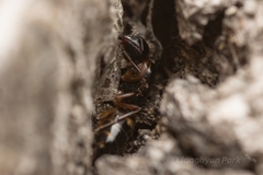 Camponotus quadrinotatus