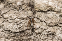 Camponotus quadrinotatus
