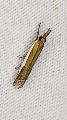 Crambus quinquareatus