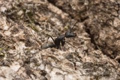 Camponotus japonicus