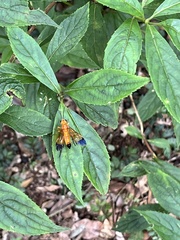 Tenthredo poeciloptera