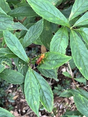 Tenthredo poeciloptera